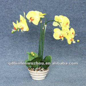 wild orchid flower
