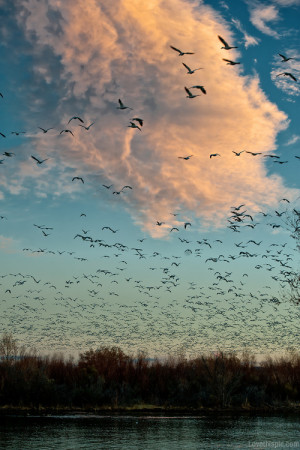 Birds flock together