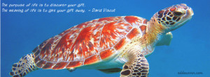 Sea Turtle Facebook Cover