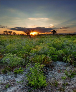 Lake Wales Ridge National Wildlife Refuge. Photo © Reed Bowman ...