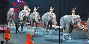 circus-conglomerate-scores-a-major-settlement-in-animal-abuse-case.jpg