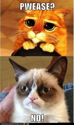 Grumpy Cat Quotes Titanic 296eb2d782f2491c655e4d98ba9e ...