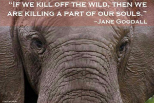 Jane Goodall, so wise……….