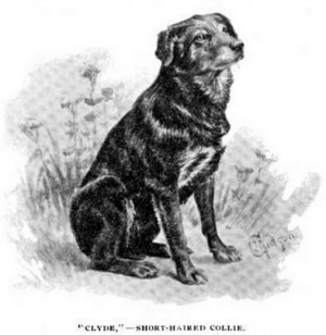 Clyde (red Scottish Colley)