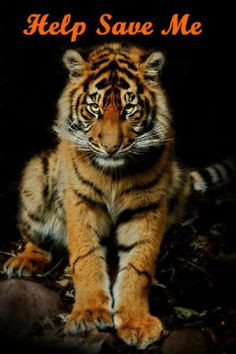 & Petitions's photo. … PETITION: 1 Million to Save Bengal Tigers ...