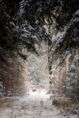 My first Winter in Montana...many long walks in woods which looked ...