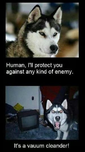 Human, i'll protect you