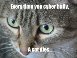 Cat taken by Joell Wilkins