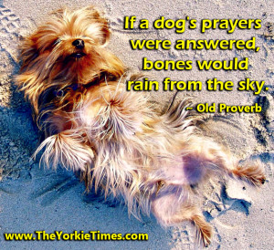 Can you imagine your Yorkie’s reaction if they prayed for bones and ...