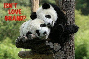 Panda love quote