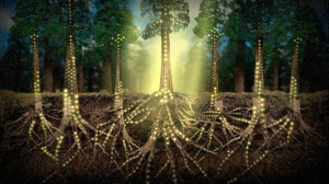 Figure 2 : Even though thegreat redwoods appear to be individual trees ...
