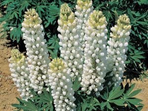 Perennial Plants with White Flowers