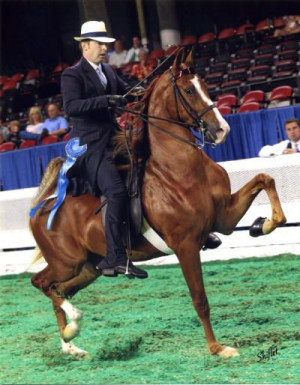 Found on sunsetfarmsaddlebreds.com