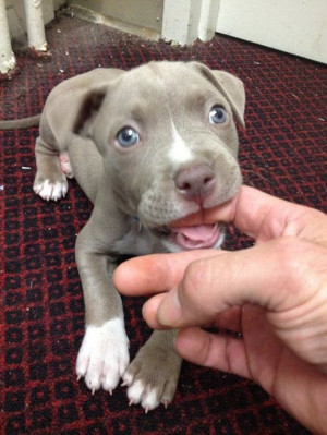 Pictures That Prove Pit Bulls Are Nothing but Big Softies