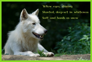 wolf poem - friendship, white, grey wolf, wild animal black, quotes ...