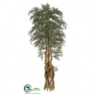 ming aralia tree green pack of 1 0 review add your review $ 295 99 ...