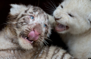 white tiger cub plays with a white lion cub on january 30 2013 at ...
