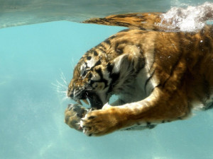 Tiger hunting underwater wallpaper