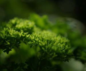 Plants Herb Widescreen