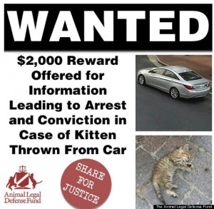 Kitten Dies After Being Thrown At Animal Rights Activists Protesting ...