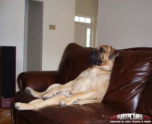 Lazy-Dog-Watching-Television-Funny-Dogs.jpg