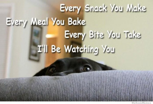 If Sting were a dog – Every snack you make – every meal you bake ...