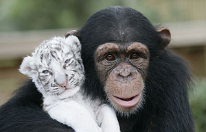 Chimpanzee Cares For White...