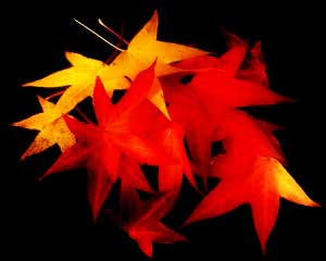 quotes about fall and leaves