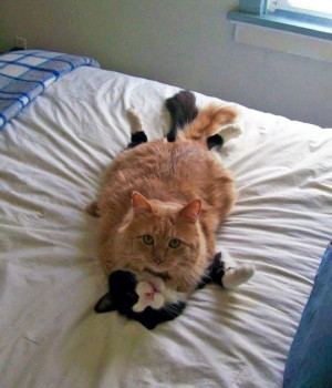 Nothing to see here...move it along folks...: The Doors, Orange Cat ...