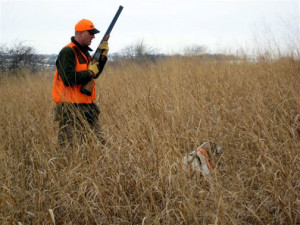 Pheasant Hunting Dogs Pheasant hunting dog