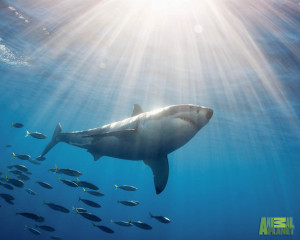 Home Browse All Great White Shark