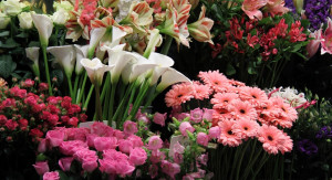Florist Flower Online Shop