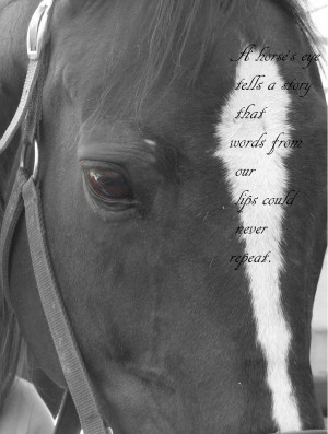 Horse's Eye by ja-c25