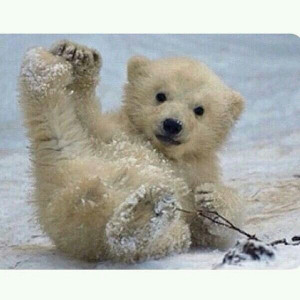 Free Quotes Pics on: Cute Polar Bear Cubs
