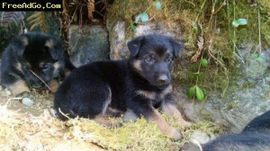 puppies offered by owner breed german shepherd dog belgian malinois mi