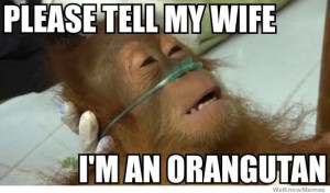 please-tell-my-wife-im-an-orangutan