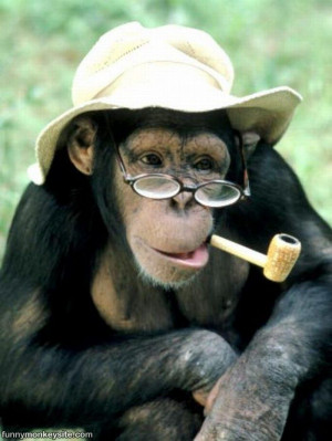 funny monkey pictures,funny monkey sayings