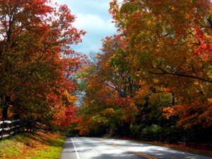 Trees For Good Fall Color
