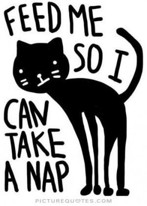 Funny Quotes Cute Quotes Sleep Quotes Cat Quotes Animal Quotes