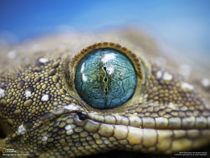 National Geographic Wallpaper - Photograph by Anke Seidlitz