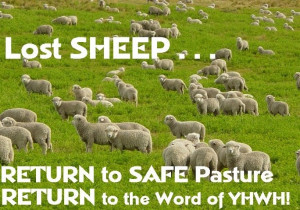 Lost Sheep...