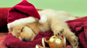 Christmas Dog Wallpapers