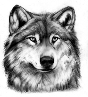 Wise wolf by TheMysticWolf