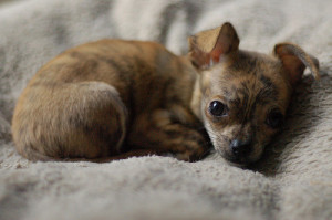 ... cute puppy puppies dogs pets chihuahua perros chihuahua puppy brindle