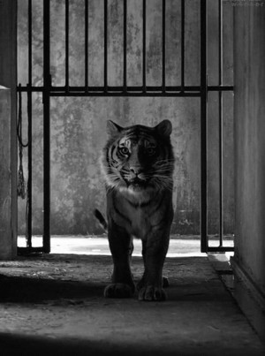 quote tiger freedom cage tiger gif encouragement animated GIF