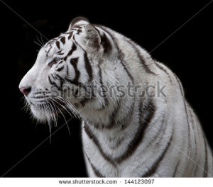 Malayan Tiger Black And White