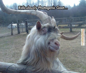 Animal memes – Ridiculously photogenic goat