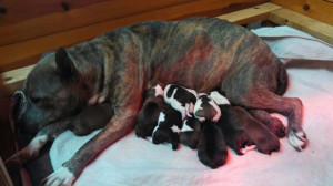 Indigo, Orphan pups and a gift of Mercy – a heartwarming dog rescue ...