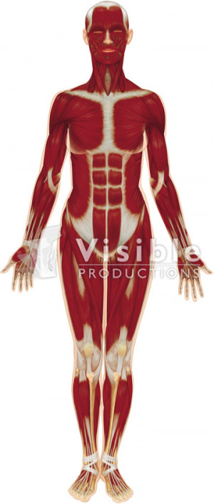 Related Pictures muscular system diagram unlabeled