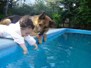 baby, dog, pool